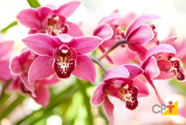 As orquídeas sabem florescer